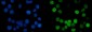 Anti-MCM6 Antibody Picoband™ (monoclonal, 3I4C8)